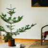Jul No 5 - Bilde 3
